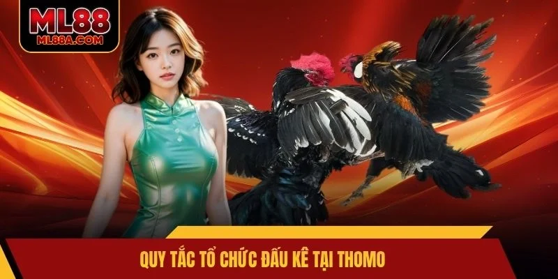 Quy tắc tổ chức đấu kê tại Thomo