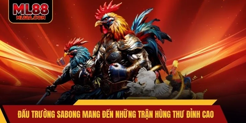 Đấu trường Sabong mang đến những trận hùng thư đỉnh cao