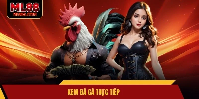 Xem đá gà trực tiếp